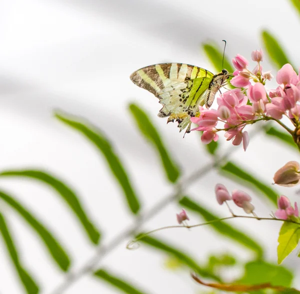 Mariposa sobre flores de color rosa — Foto de Stock