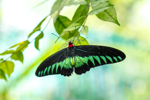 Rajah Brooke papillon dans un jardin — Photo