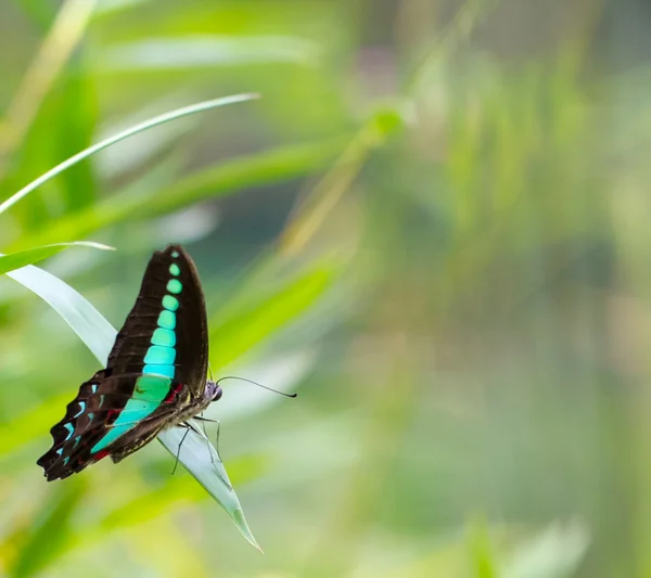 Eichelhäher-Schmetterling im Garten — Stockfoto