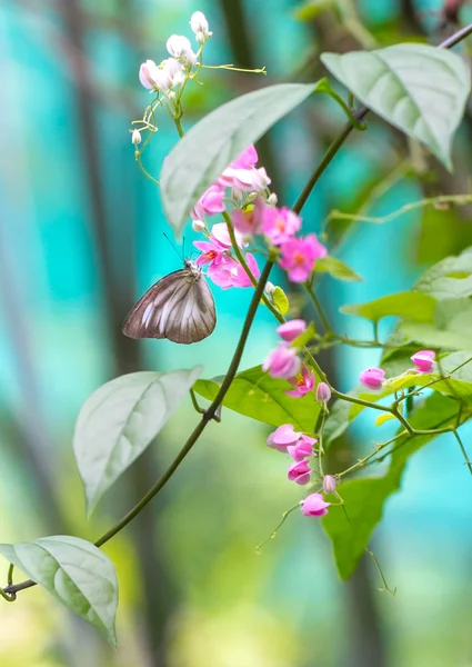 Güzel bahçesi olan butttefly ve pembe renkli çiçekler — Stok fotoğraf