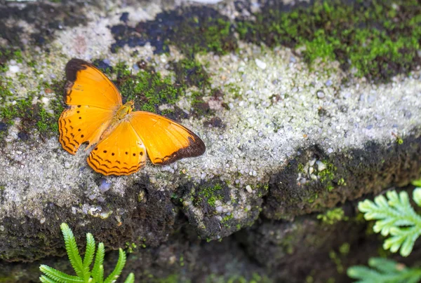 Kruvazör Kelebek Bahçe