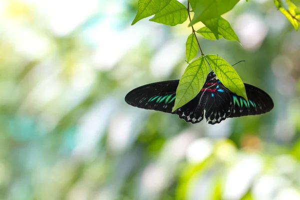 Rajah Brooke papillon dans un jardin — Photo