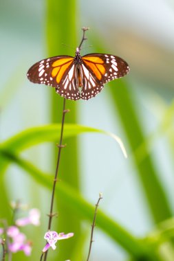 Siyah damarlı kaplan Kelebek Bahçe