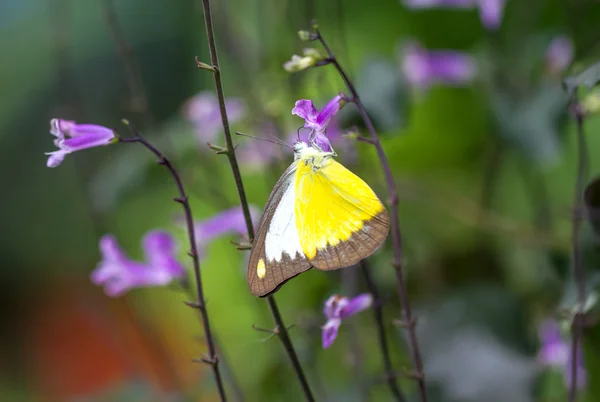 Cioccolato farfalla Albatross in un giardino — Foto Stock
