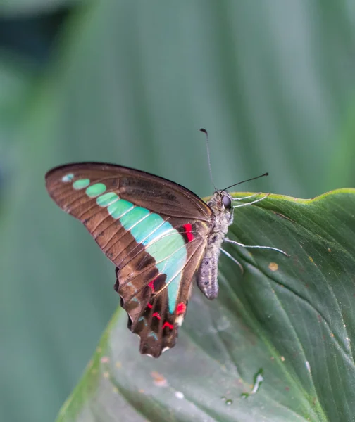 Eichelhäher-Schmetterling im Garten — Stockfoto