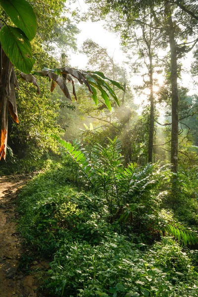 Hiking in a tropical forest