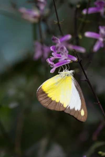 Chocolate Albatross butterfly in a garden — Stock Photo, Image