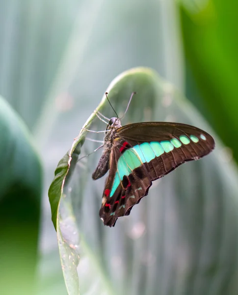 Común Jay mariposa en un jardín — Foto de Stock