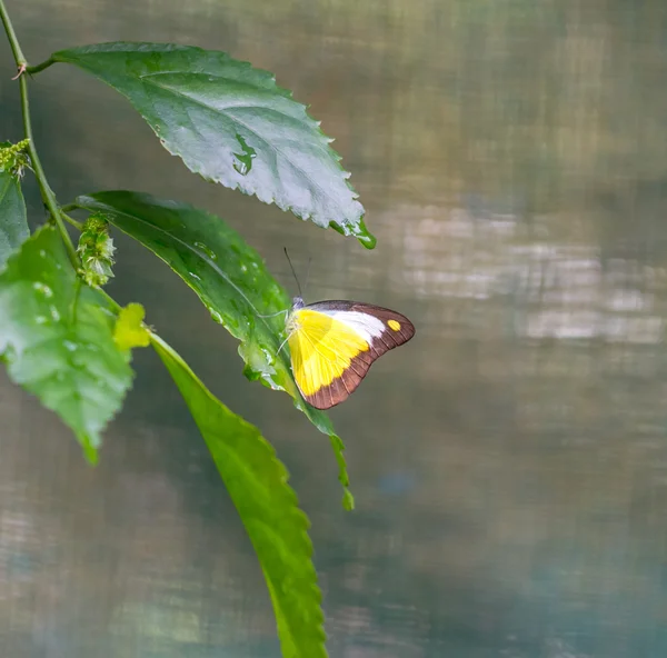 巧克力的信天翁蝴蝶在花园里 — 图库照片