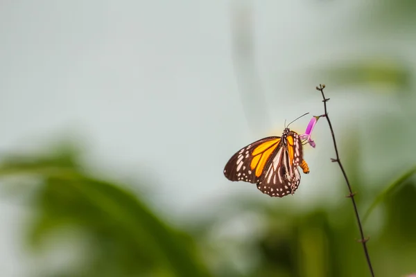 Schmetterling mit schwarzen Adern in einem Garten — Stockfoto