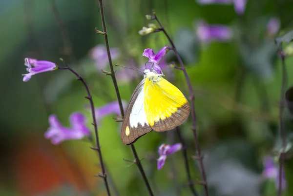 Chocolate Albatross butterfly in a garden — Stock Photo, Image