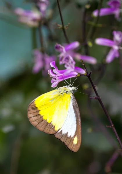 庭でチョコレートのアルバトロス蝶 — ストック写真