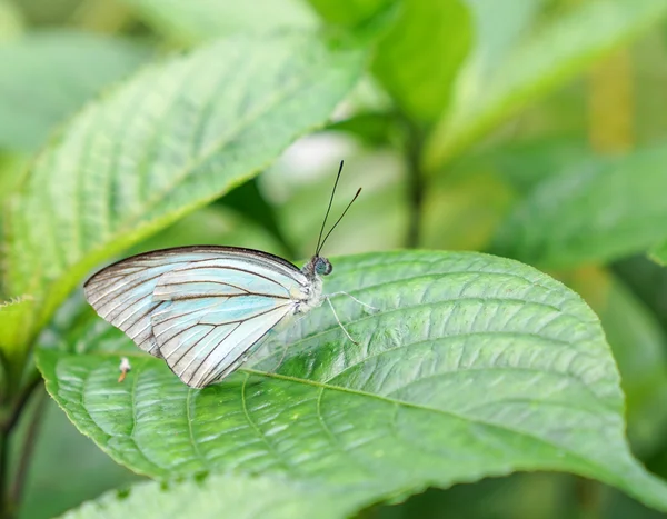 Gefleckter Schmetterling in einem Garten — Stockfoto