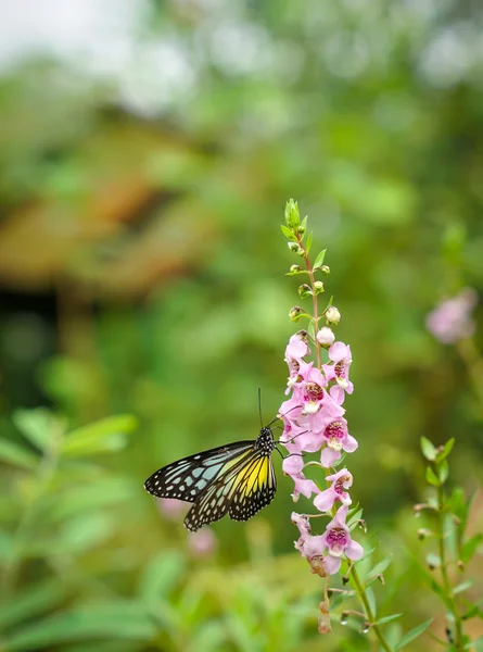 Amarillo Glassy Tiger Butterfly en un jardín — Foto de Stock