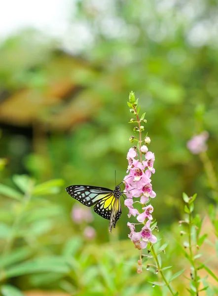 Yellow Glassy Tiger Butterfly in a garden — Stock Photo, Image