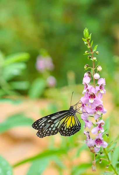 Yellow Glassy Tiger Butterfly in a garden — Stock Photo, Image