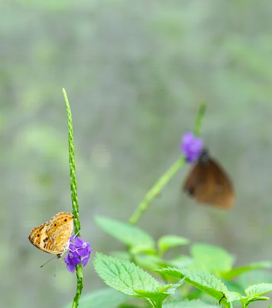 Farfalle in un giardino — Foto Stock