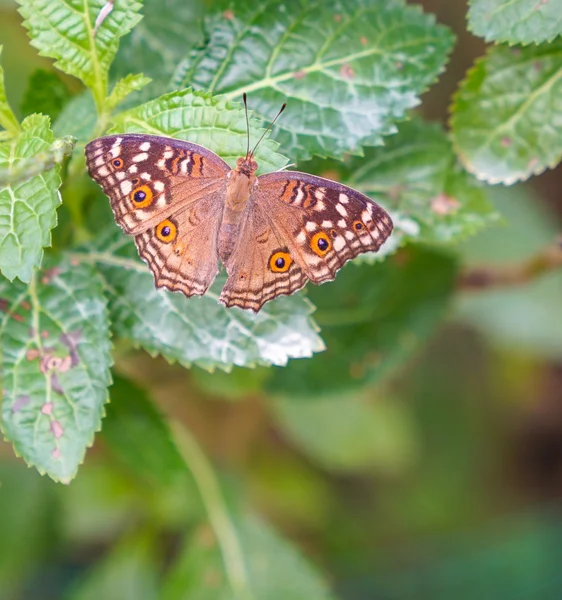 Коричневая Pansy бабочка в саду — стоковое фото
