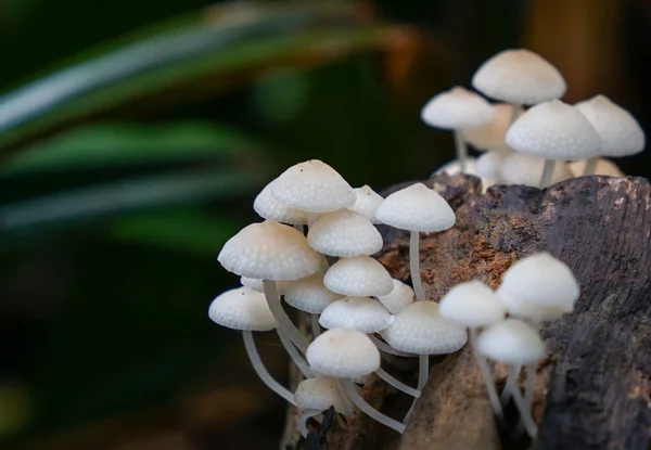 Funghi selvatici trovati nella foresta — Foto Stock