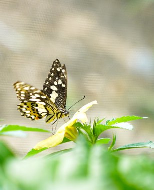 Damalı Swallowtail Kelebek Bahçe