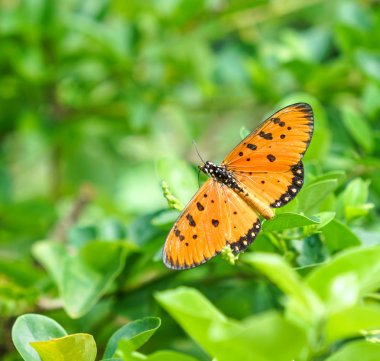 Sarımsı kahverengi Coster Kelebek Bahçe