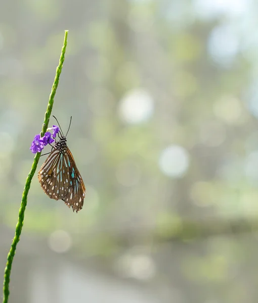 Borboleta de tigre vítreo marrom em um jardim — Fotografia de Stock