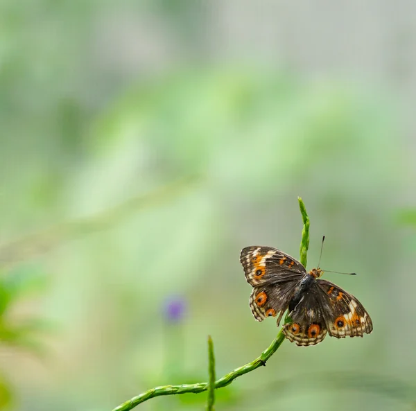 Коричневая Pansy бабочка в саду — стоковое фото