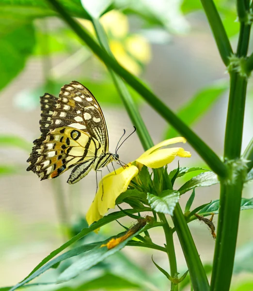 Papillon hirondelle à carreaux dans un jardin — Photo