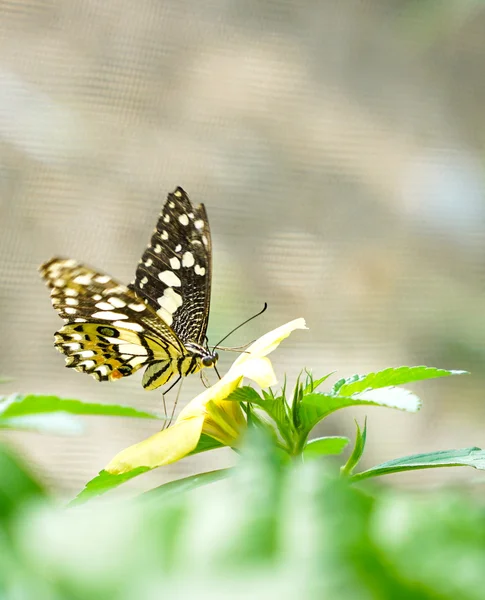 Farfalla coda di rondine a scacchi in un giardino — Foto Stock