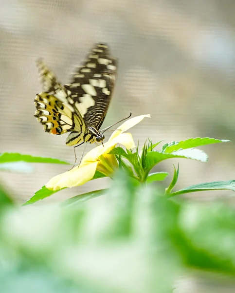 Papillon hirondelle à carreaux dans un jardin — Photo