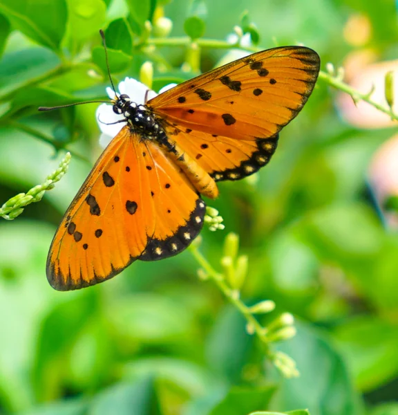 Tawny Coster Borboleta em um jardim — Fotografia de Stock