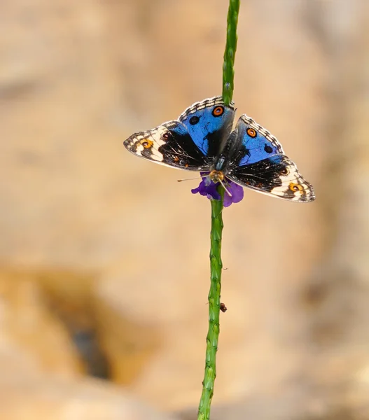 Farfalla Blue Pansy in un giardino — Foto Stock