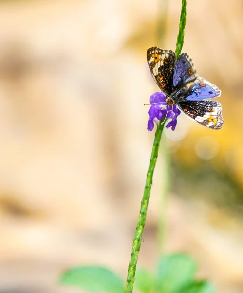 Blue Pansy butterfly in a garden — Stock Photo, Image