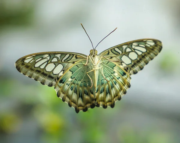 Vlinder met vleugels op een glazen deur open — Stockfoto