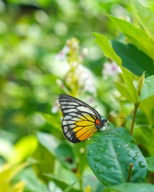 Paninted Jezebel Kelebek Bahçe