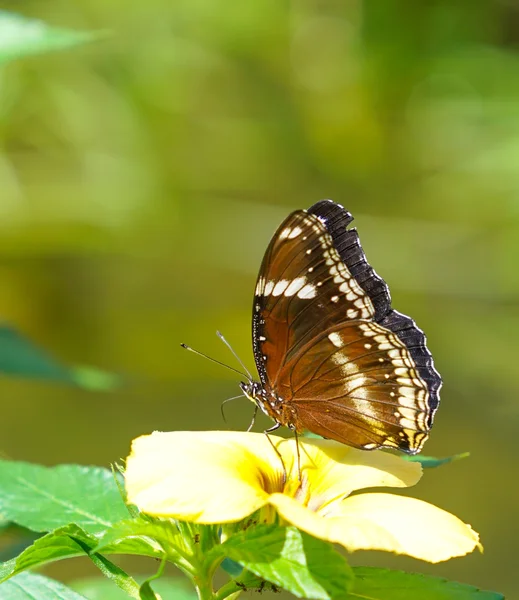 Farfalla di colore marrone su un fiore — Foto Stock