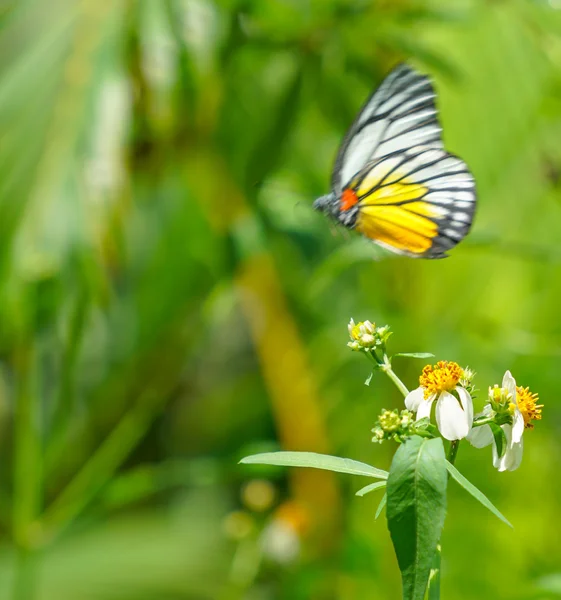 Нарисованная бабочка Иезавели в саду — стоковое фото