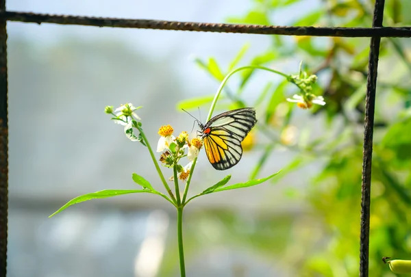 Papillon Jezebel peint dans un jardin — Photo