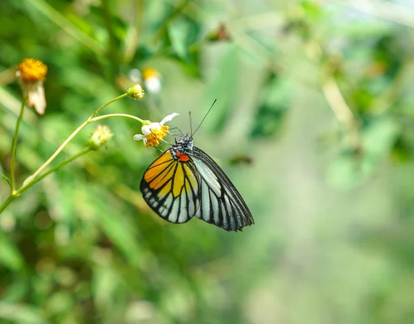 Mariposa Jezabel pintada en un jardín —  Fotos de Stock