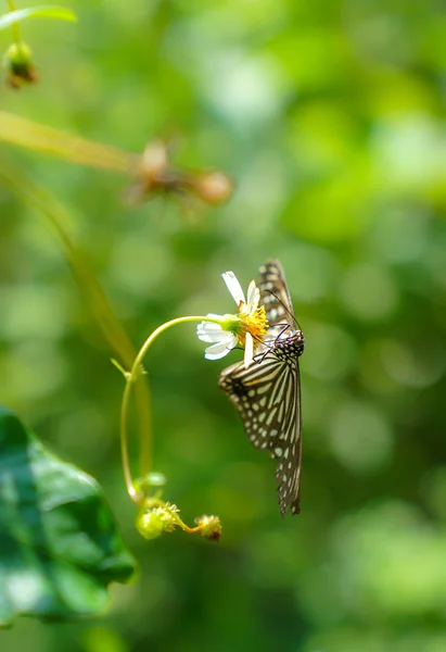 Borboleta de tigre vítreo azul em um jardim — Fotografia de Stock