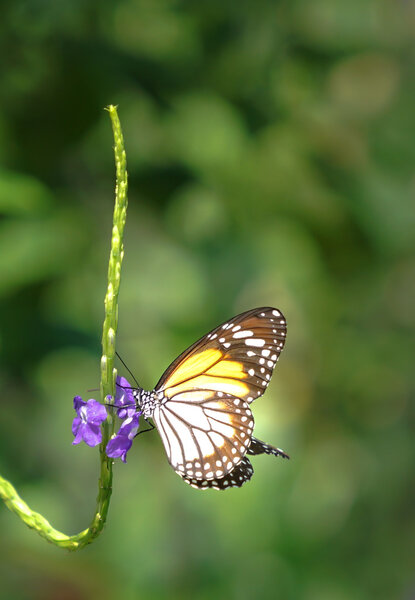 Black Veined Tiger butterfly in a garden