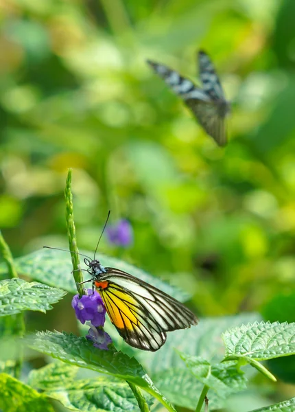 Paninted Jezebel vlinder in een tuin — Stockfoto