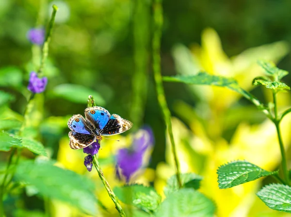 Blue Pansy butterfly in a garden — Stock Photo, Image