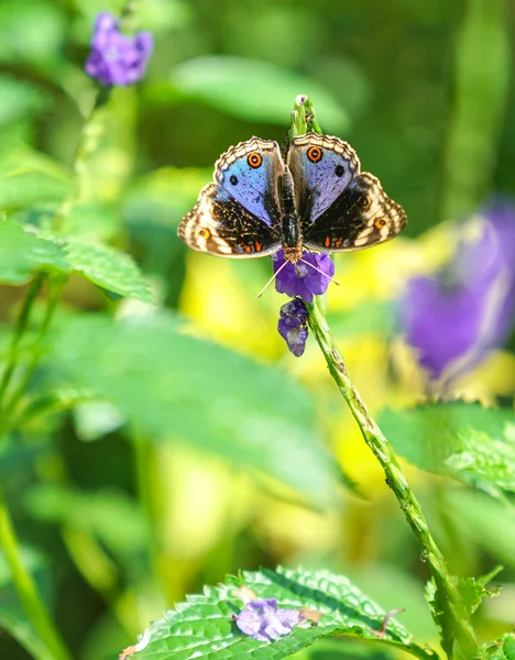 青いパンジー庭園の蝶 — ストック写真