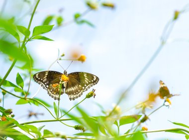 Hoş bir bahçe içinde kelebekler