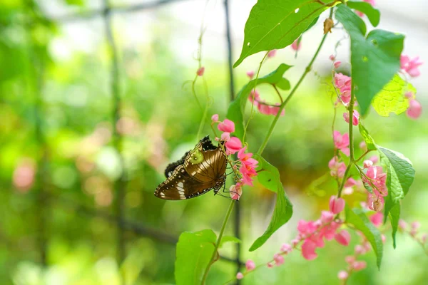 Papillon de couleur marron dans un jardin — Photo