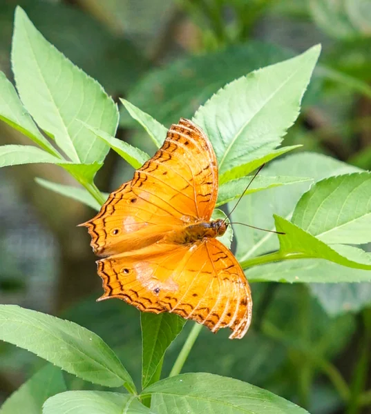 Cruiser butterfly in a garden — Stock Photo, Image