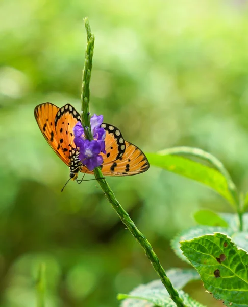 Tawny Coster Farfalla in un giardino — Foto Stock