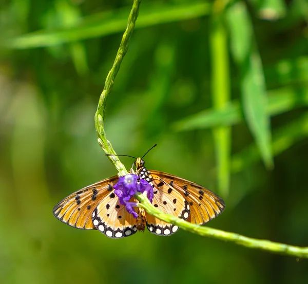 庭で黄褐色のコスター蝶 — ストック写真