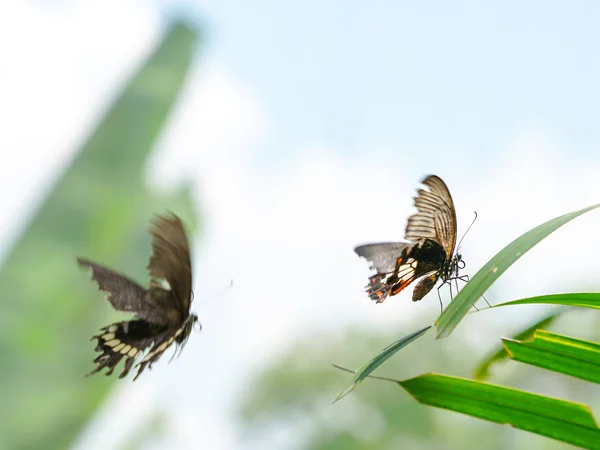 Большие мормонские бабочки в саду — стоковое фото